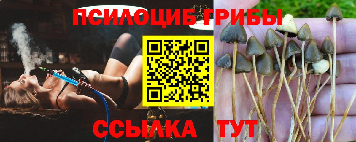 Галлюциногенные грибы Cubensis Кудымкар